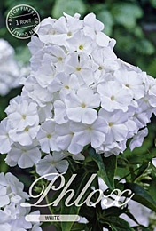 Phlox White met 5 zakjes verpakt a 1 bollen