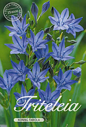 Triteleia laxa Koning Fabiola met 5 zakjes verpakt a 15 bollen