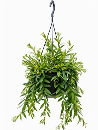 Aeschynanthus japhrolepis Hanger 55 cm