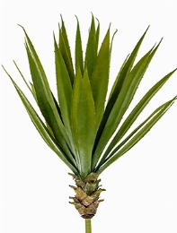 Agave Toef