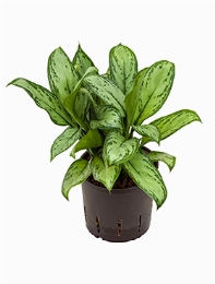 Aglaonema Christina Toef 35 cm