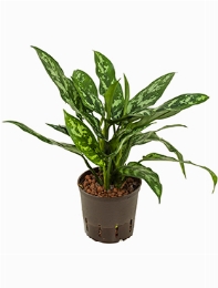 Aglaonema Maria Toef 25 cm