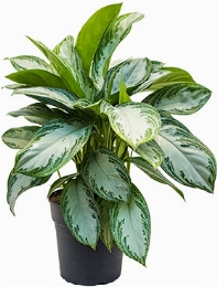 Aglaonema Silver Bay Toef 65 cm