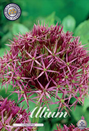 Allium Christophii met 5 zakjes verpakt a 5 bollen