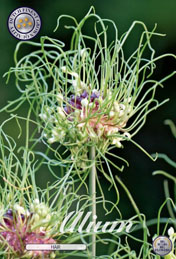 Allium Hair met 5 zakjes verpakt a 10 bollen