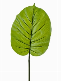 Alocasia Blad
