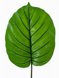 Alocasia Blad