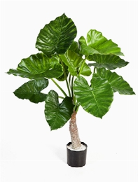 Alocasia calidora Toef