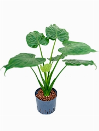 Alocasia cucullata 75 cm