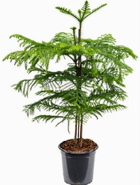 Araucaria heterophylla Toef 100 cm