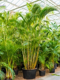 Areca (chrysalidoc.) lutescens Toef 525 cm