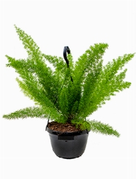 Asparagus meyerii Hanger 55 cm