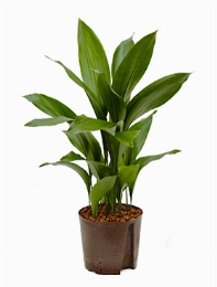 Aspidistra elatior Toef 80 cm
