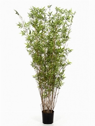 Bamboo oriental Zuil