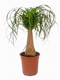Beaucarnea recurvata Stam (20) 60 cm
