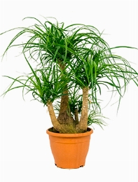 Beaucarnea recurvata Vertakt (45) 90 cm