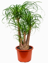Beaucarnea recurvata Vertakt (50-60) 100 cm