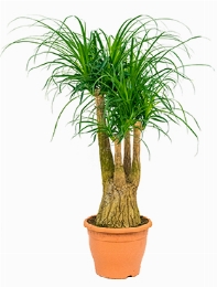Beaucarnea recurvata Vertakt (60) 110 cm