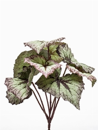 Begonia Tak 0