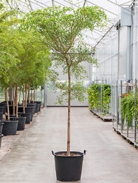 Bucida buceras shady lady Stam 350 cm