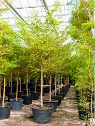 Bucida buceras shady lady Stam 350 cm