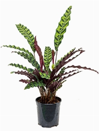 Calathea insignis Bush 60 cm