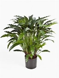 Calathea Toef