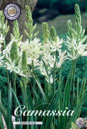 Camassia Leichtlinii Alba met 5 zakjes verpakt a 3 bollen