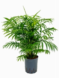 Chamaedorea elegans Toef 70 cm