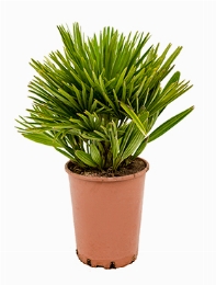 Chamaerops humilis compacta Bush 60 cm