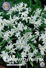 Chionodoxa Luciliae Alba met 5 zakjes verpakt a 20 bollen