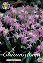 Chionodoxa Pink Giant met 5 zakjes verpakt a 20 bollen