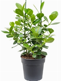 Clusia rosea princess Bush 2pp 85 cm