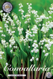 Convallaria Lily Of The Valley met 5 zakjes verpakt a 5 bollen