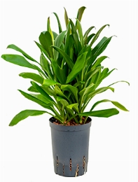 Cordyline glauca Toef 40 cm