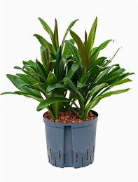 Cordyline glauca Toef 70 cm