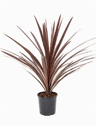 Cordyline red star 75 cm