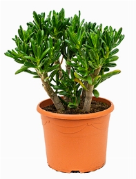 Crassula gollum Bush 50 cm