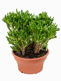 Crassula hobbit Bush 35 cm