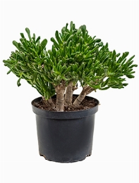 Crassula horntree 50 cm