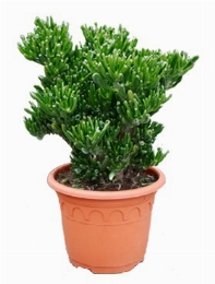 Crassula horntree Bush 55 cm