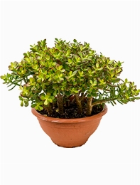Crassula ovata minor Bush 45 cm