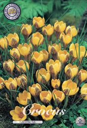 Crocus Fuscotinctus met 5 zakjes verpakt a 20 bollen