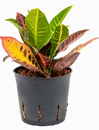 Croton (codiaeum) petra 2pp 25 cm