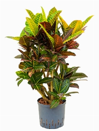 Croton (codiaeum) petra Vertakt 110 cm