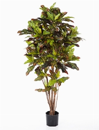 Croton exellent Vertakt