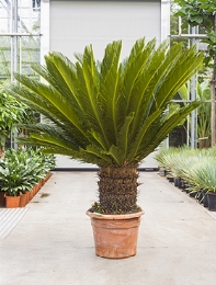 Cycas revoluta Stam (40) 140 cm