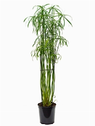Cyperus alternifolius glaber Toef 130 cm