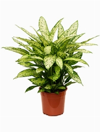 Dieffenbachia vesuvius 70 cm