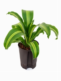 Dracaena burley Kop 50 cm